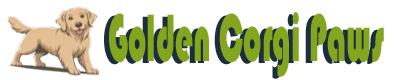 Golden Corgi Paws